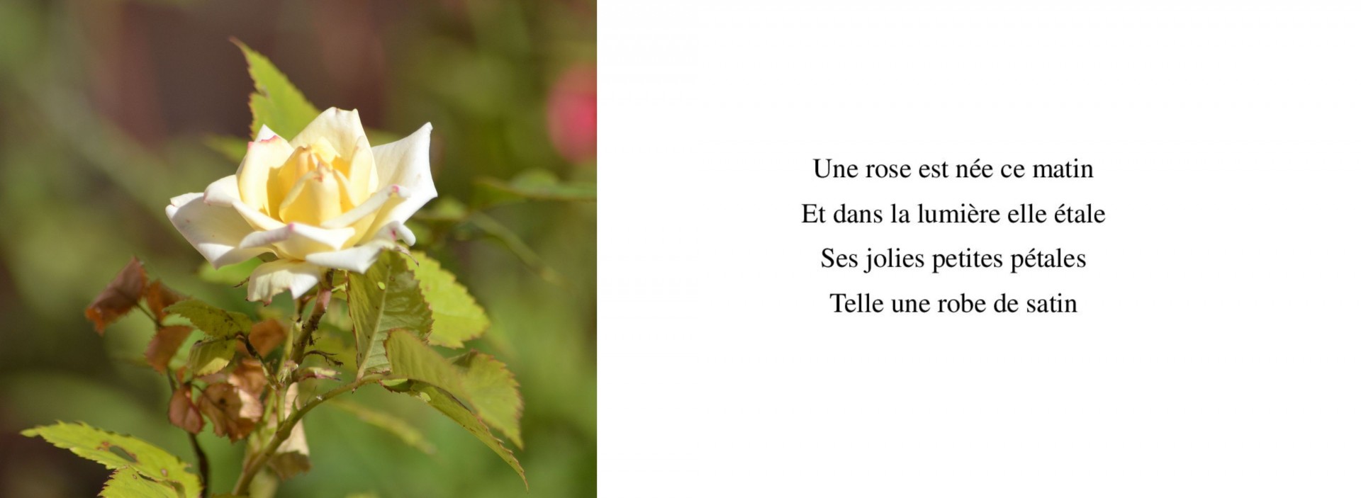 La rose